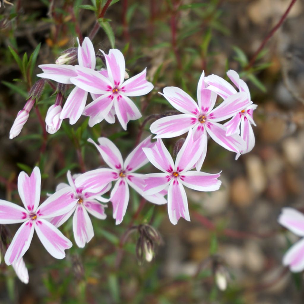 Phlox mousse Candy Stripes - Phlox subulata