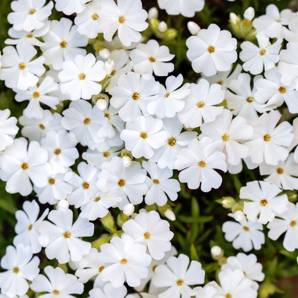 Phlox mousse White Delight