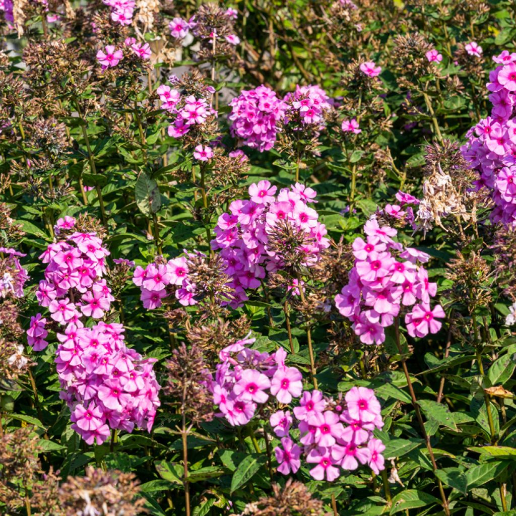 Phlox paniculata Eva Cullum