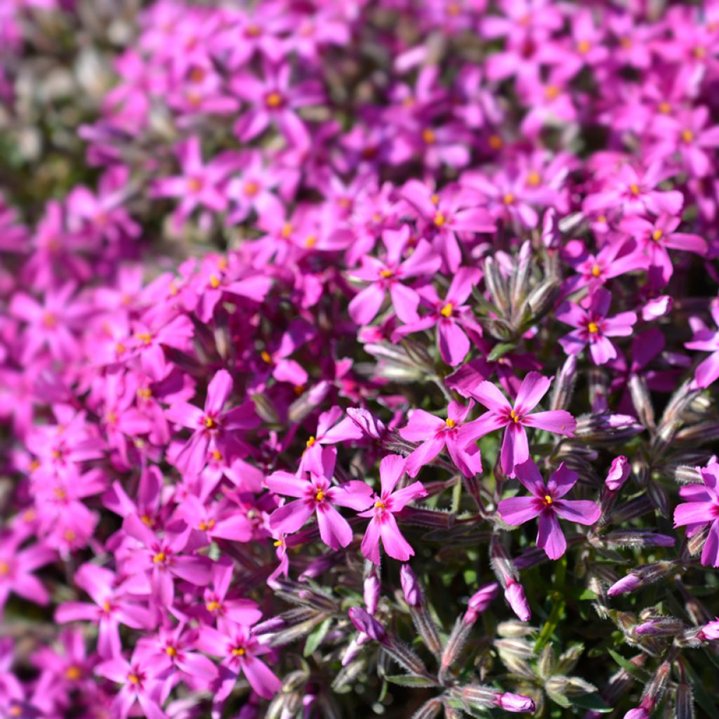 Phlox subulata Atropurpurea - Phlox mousse