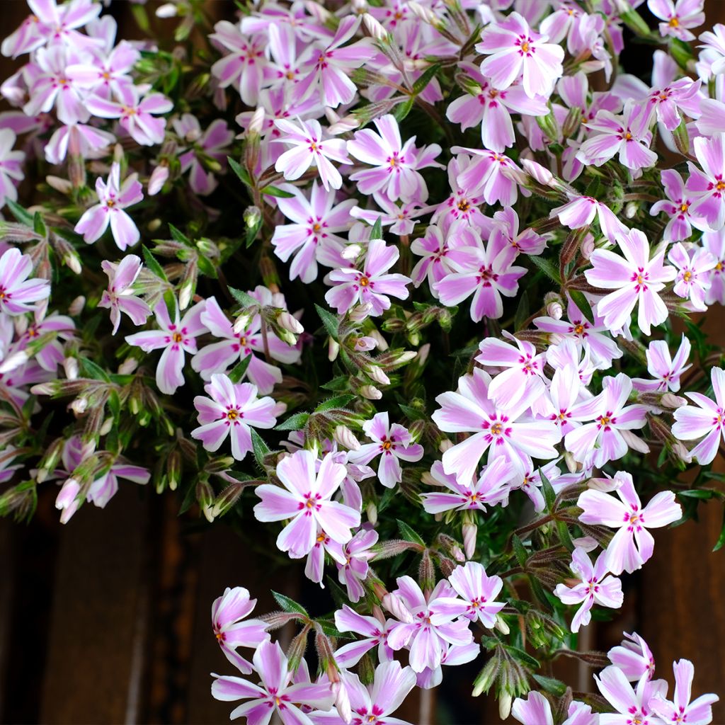 Phlox subulata Drumm