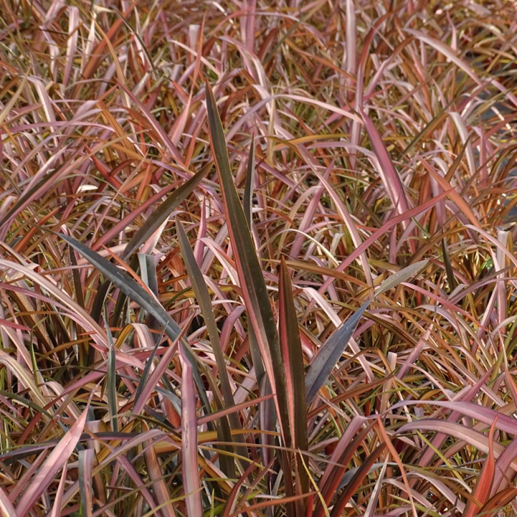Phormium Rainbow Maiden - Lin de Nouvelle-Zélande