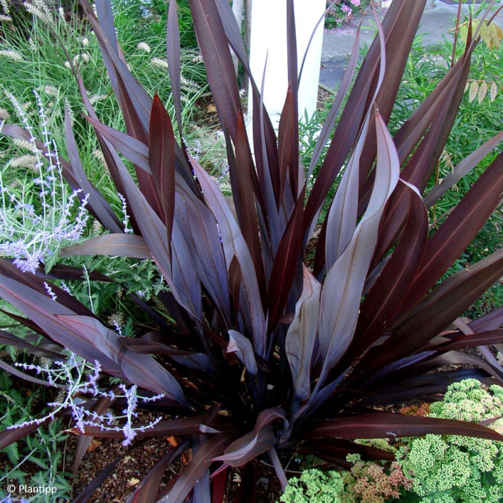 Phormium cookianum Black adder - Lin des Montagnes.