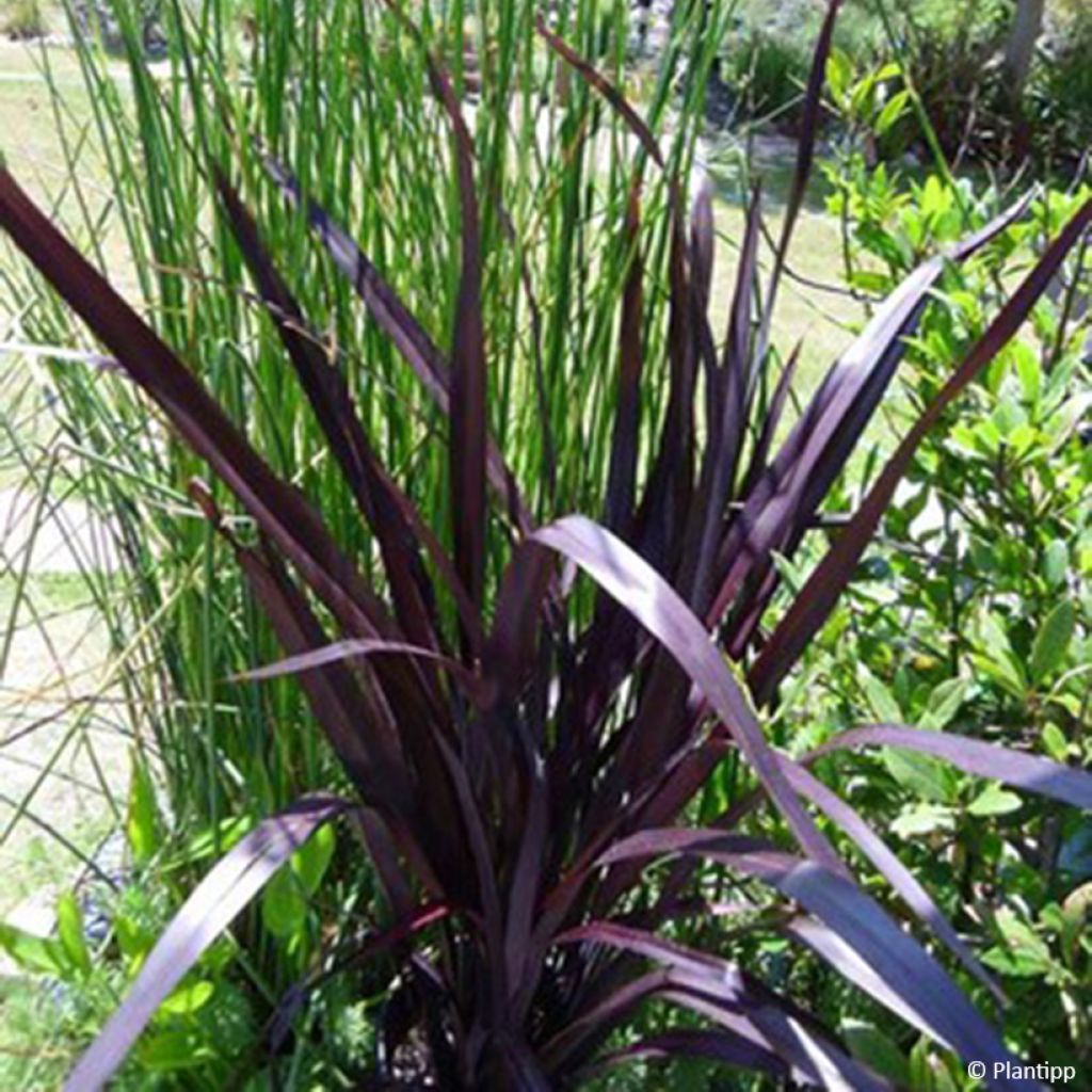 Phormium cookianum Black adder - Lin des Montagnes.