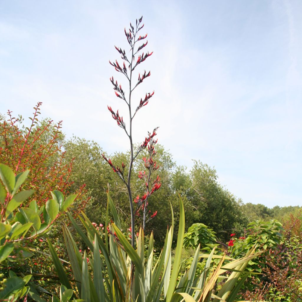Phormium tenax - Lin de Nouvelle-Zélande