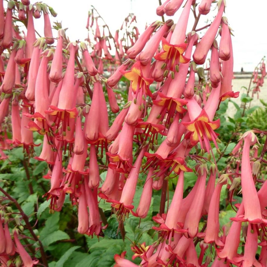 Phygelius capensis - Fuchsia du Cap