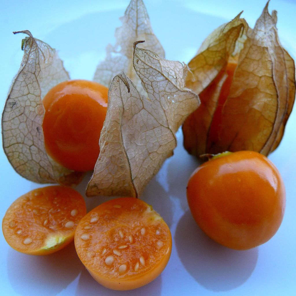 Physalis peruviana - Coqueret du Pérou