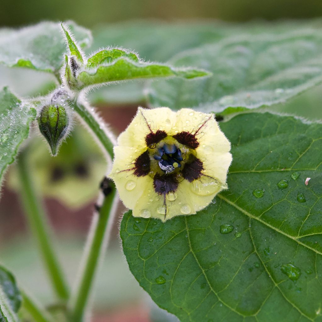 Physalis peruviana - Coqueret du Pérou