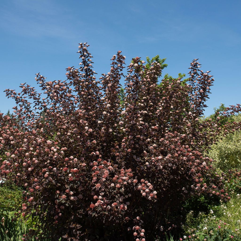 Physocarpus opulifolius Diable D'Or - Physocarpe à feuilles cuivre