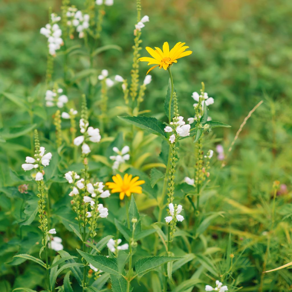 Physostegia virginiana Alba - Cataleptique blanche