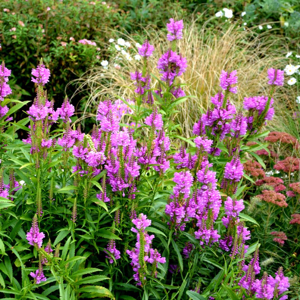Physostegia virginiana Vivid - Cataleptique