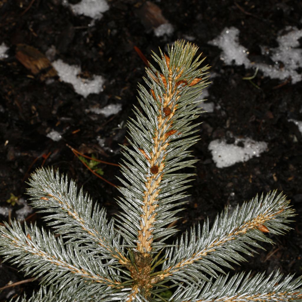 Épicéa de Chihuahua - Picea chihuahuana