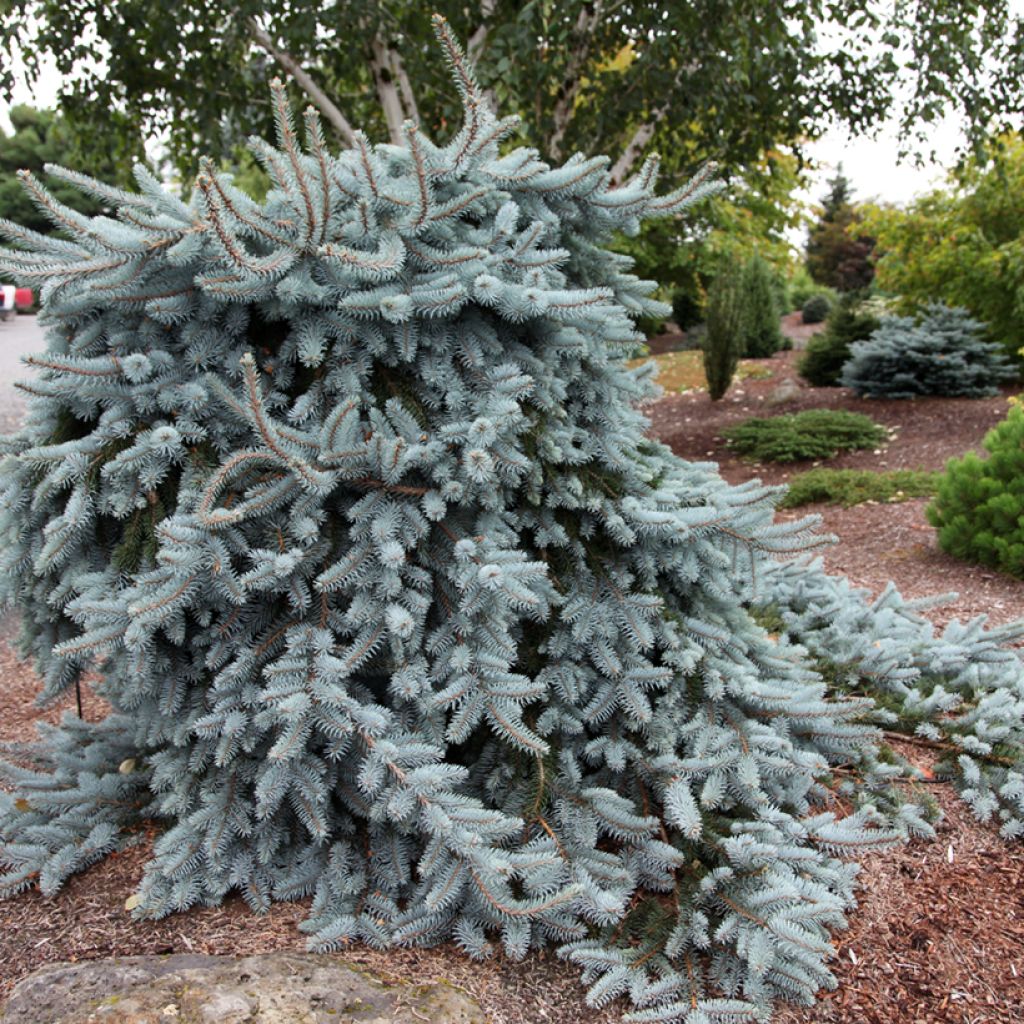 Epicéa bleu - Picea pungens Glauca Pendula