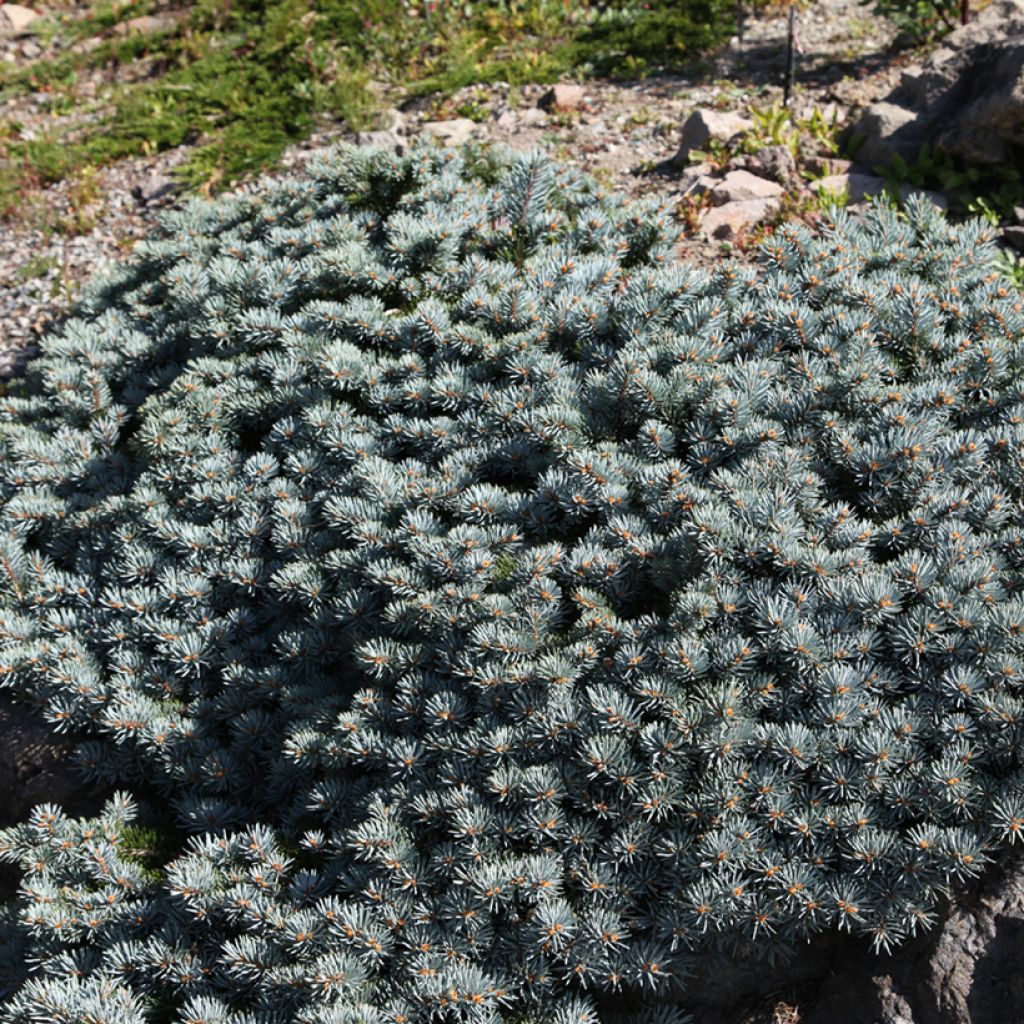 Epicéa bleu - Picea pungens Saint Mary's Broom