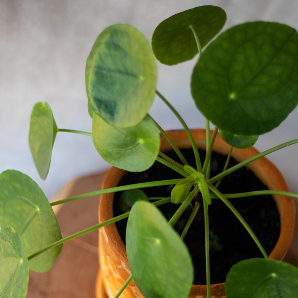 Pilea peperomioides