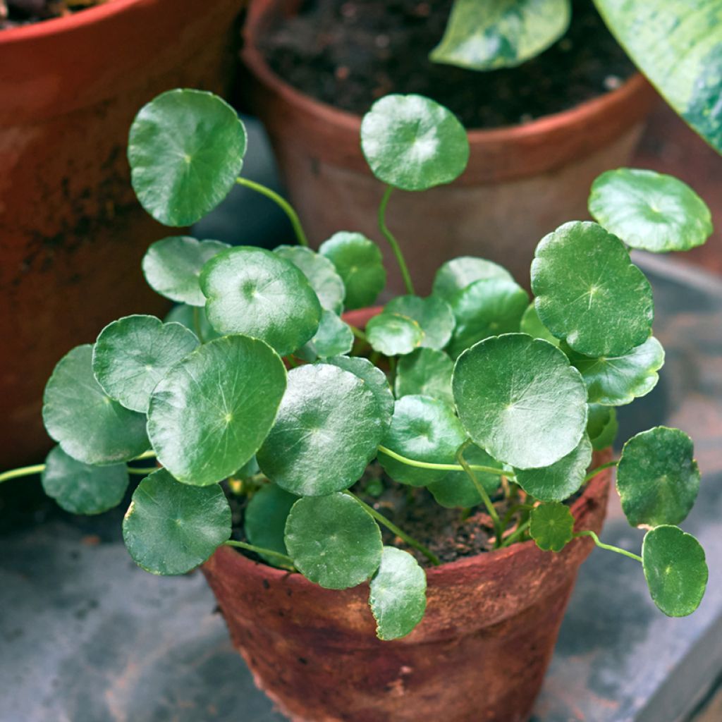 Pilea peperomioides