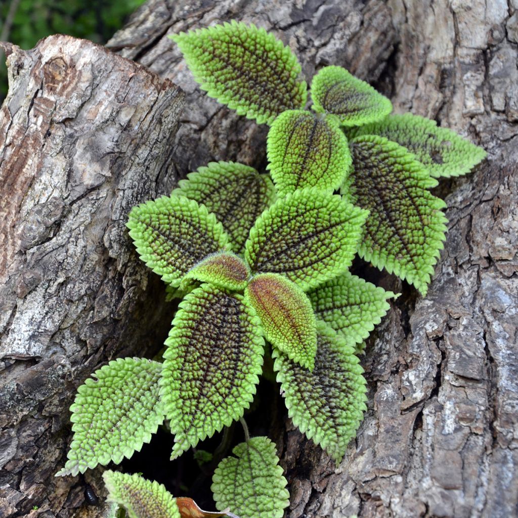 Pilea Moon Valley