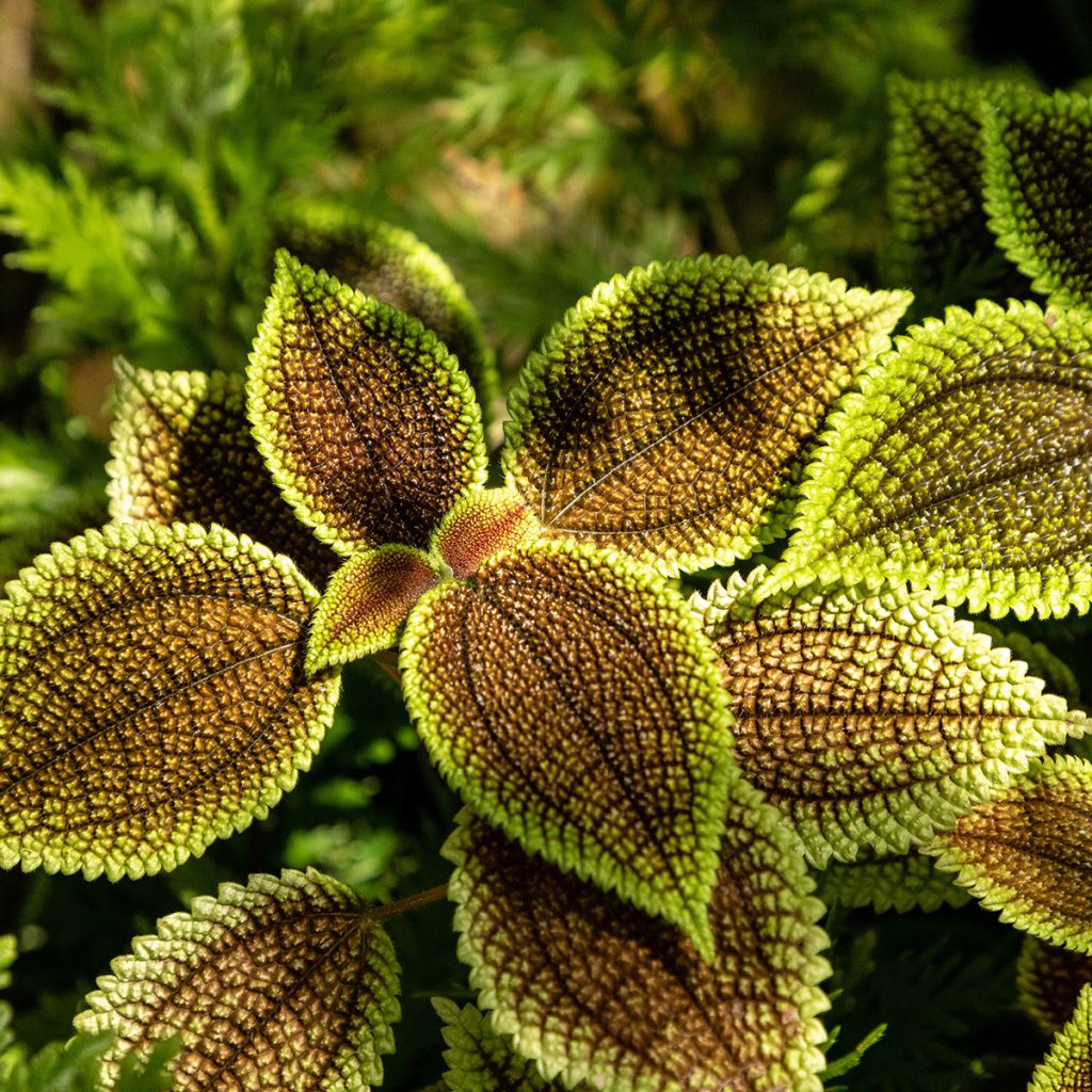 Pilea Moon Valley