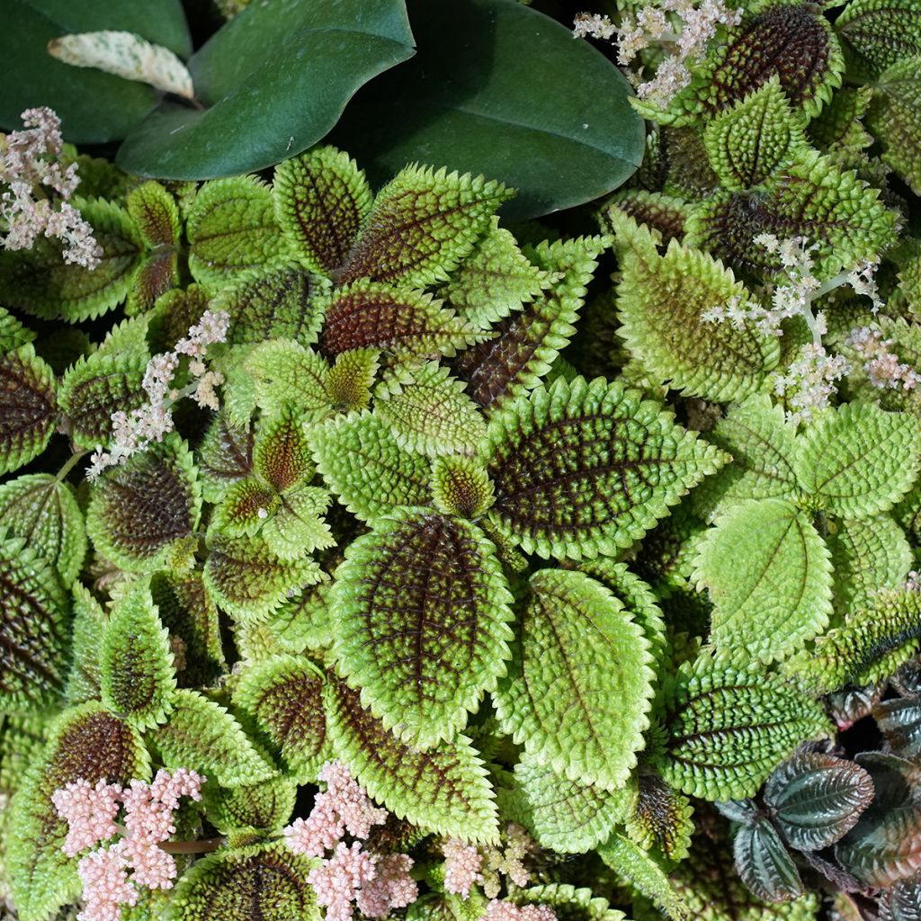 Pilea Moon Valley