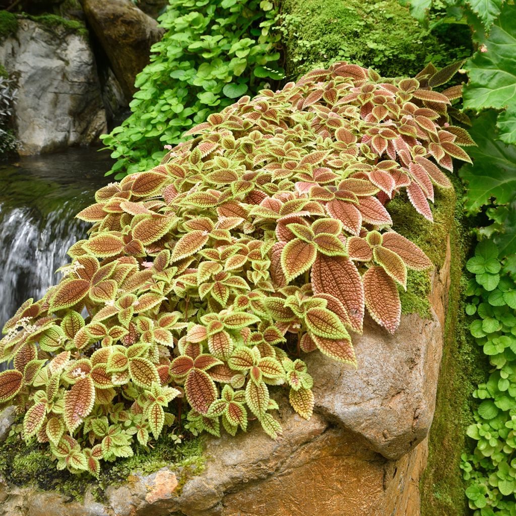 Pilea Moon Valley