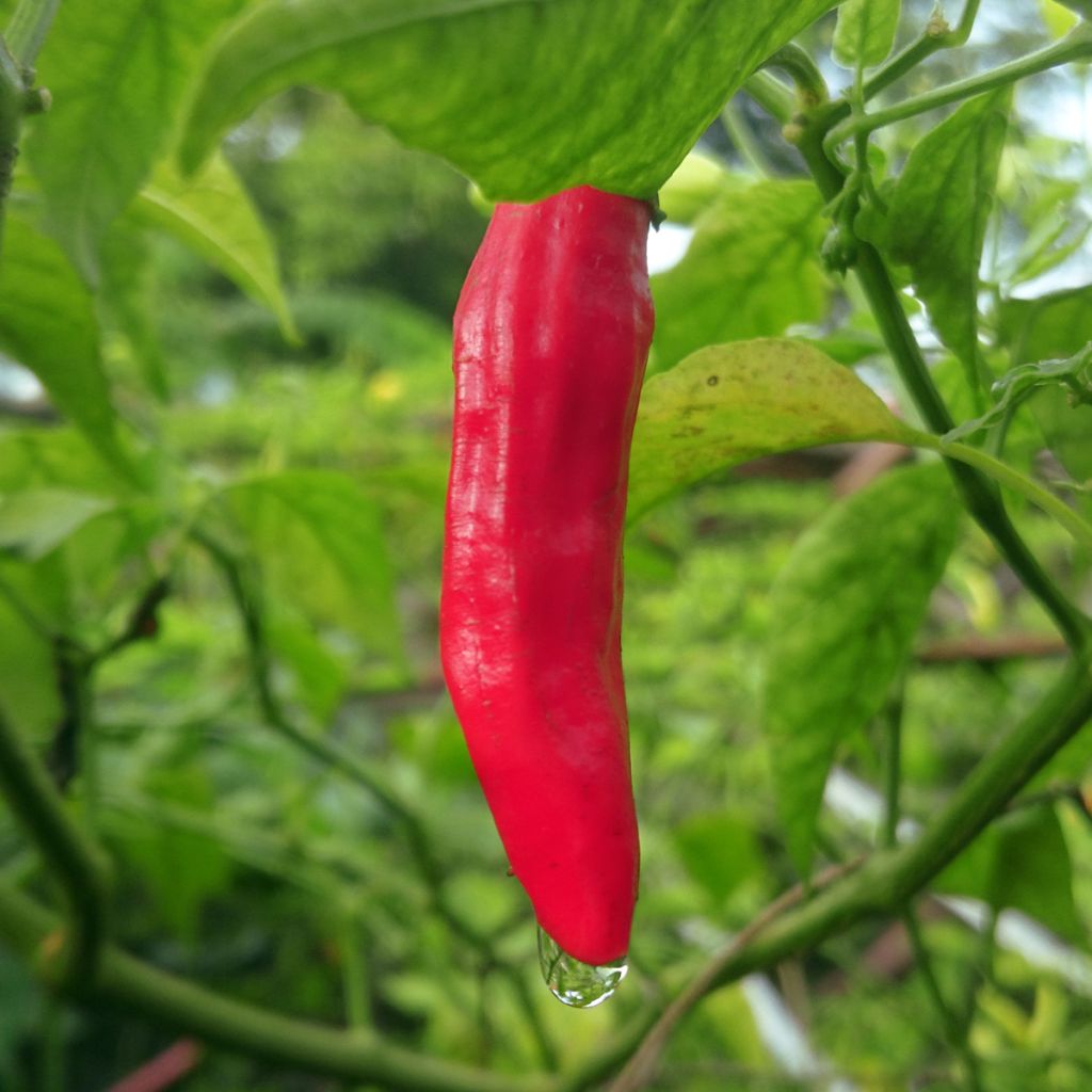 Piment Sucette De Provence - Capsicum annuum 