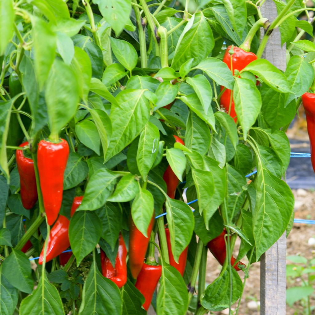 Piment d'Espelette - Piment Basque Gorria