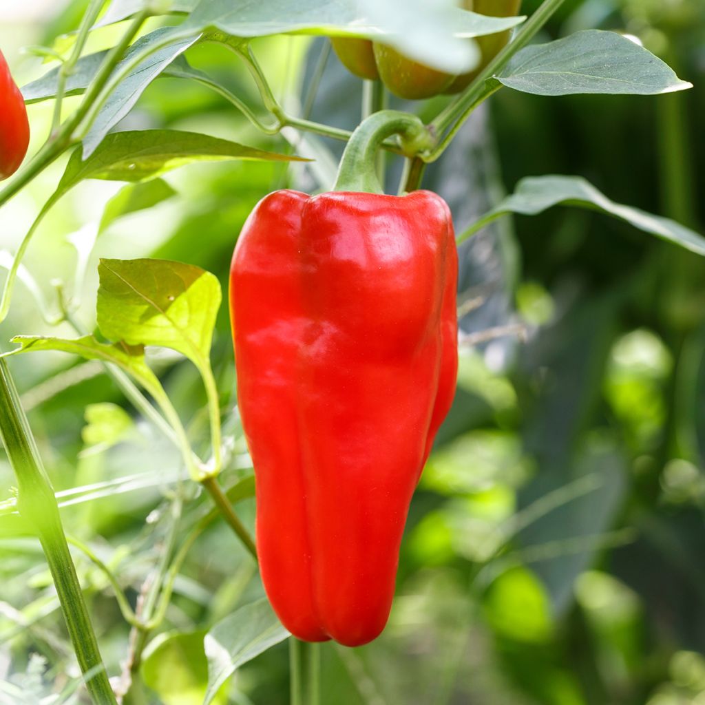Piment doux d'Espagne - Poivron - Capsicum annuum