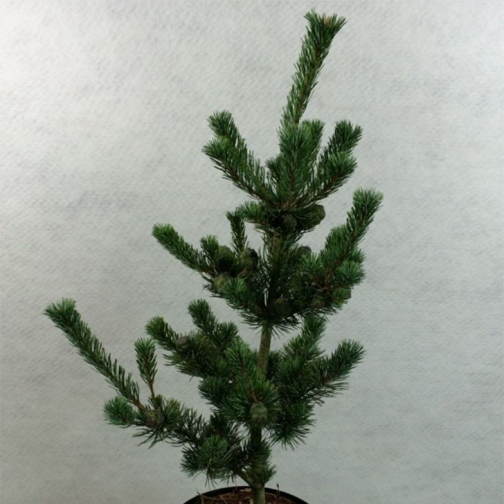 Pinus parviflora Azumi Goye - Pin blanc du Japon                    