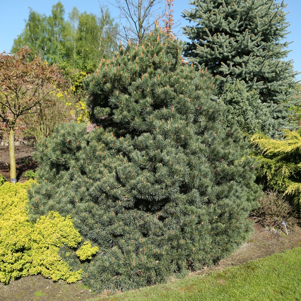 Pin sylvestre nain - Pinus sylvestris Beuvronensis