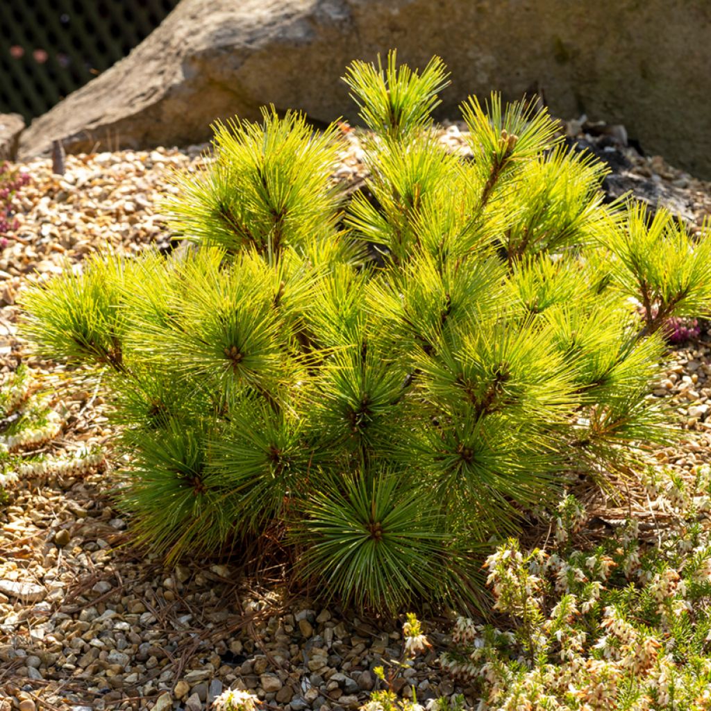 Pin de Weymouth nain - Pinus strobus Radiata