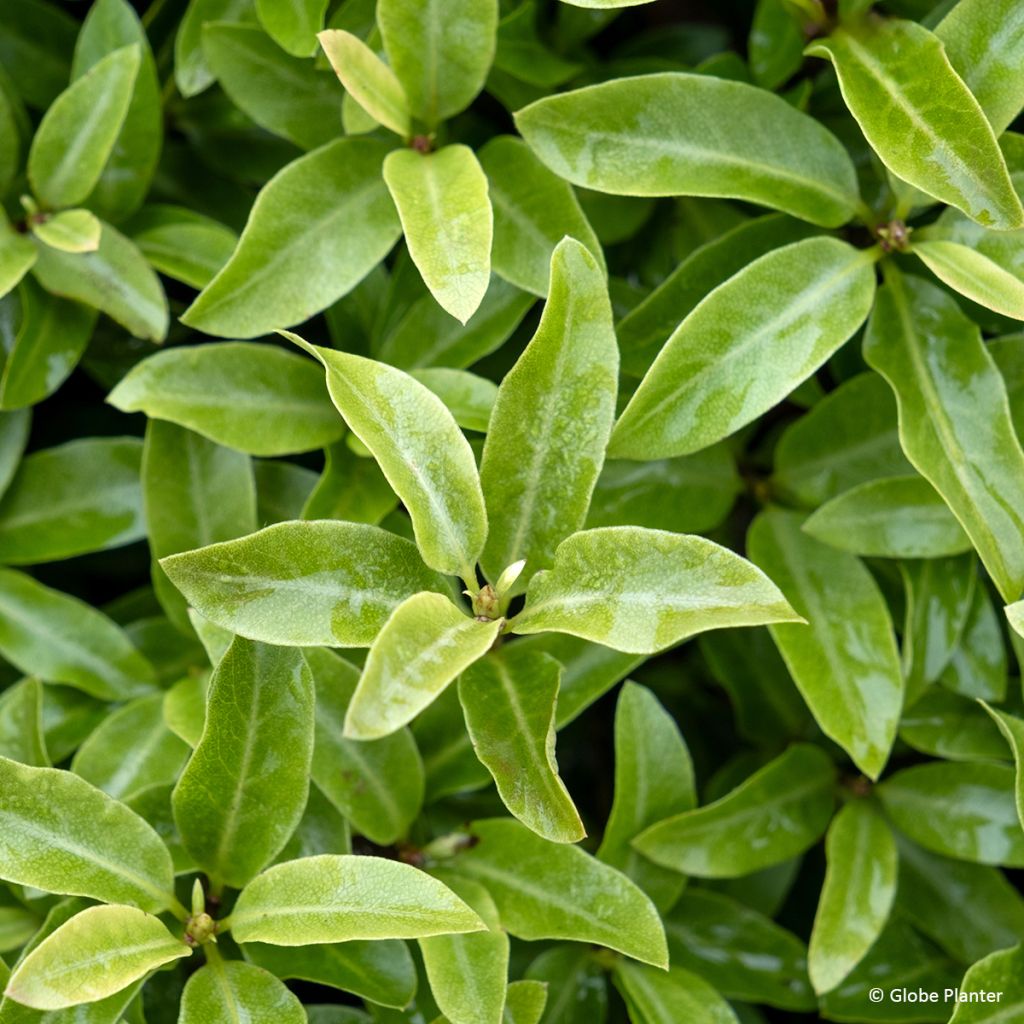 Pittosporum Orbitea - Pittosporum à petites feuilles