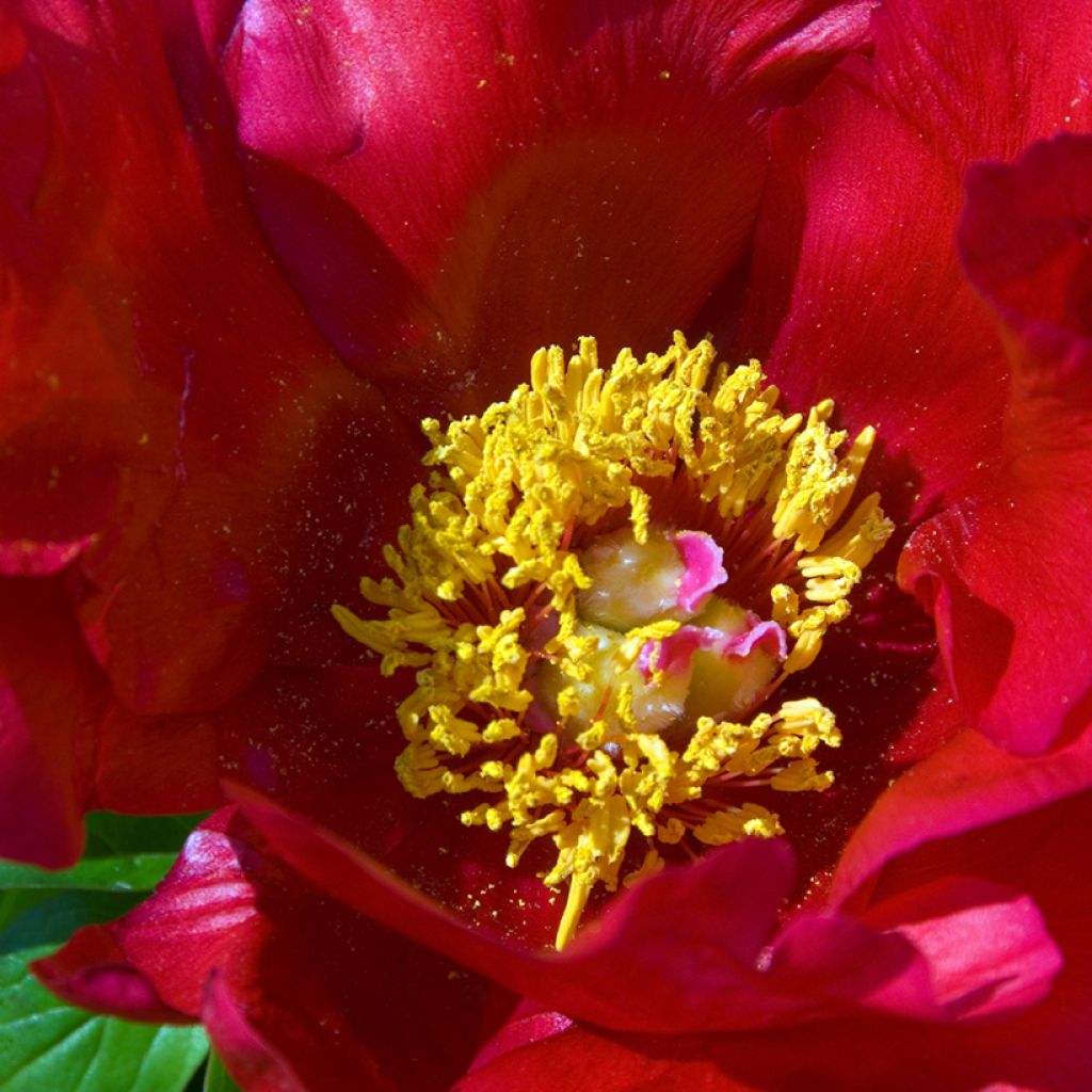 Pivoine Blaze