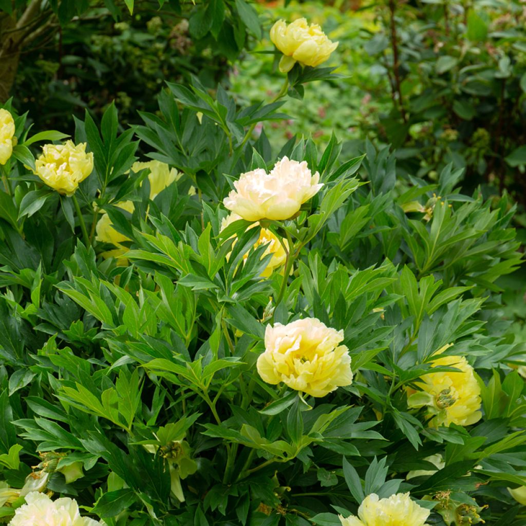 Pivoine Itoh Bartzella