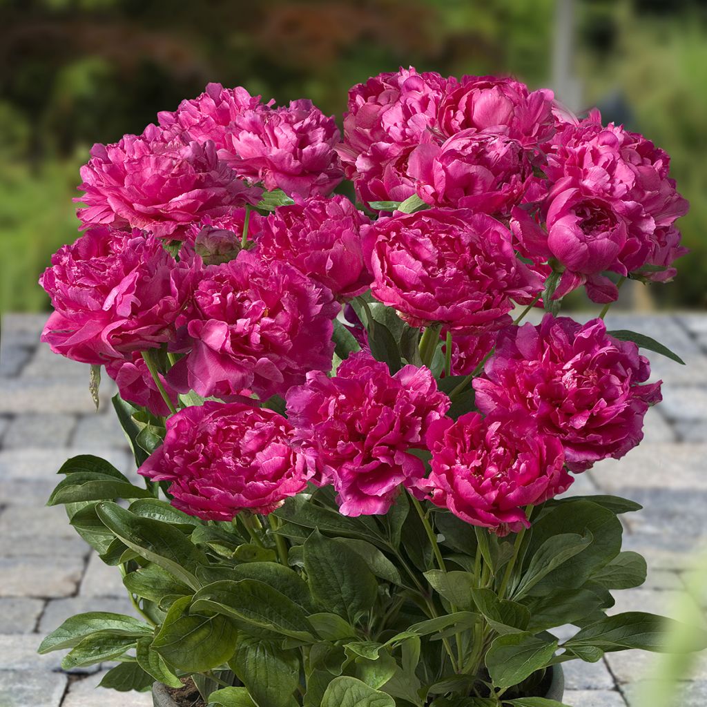 Pivoine naine Patio Peony London