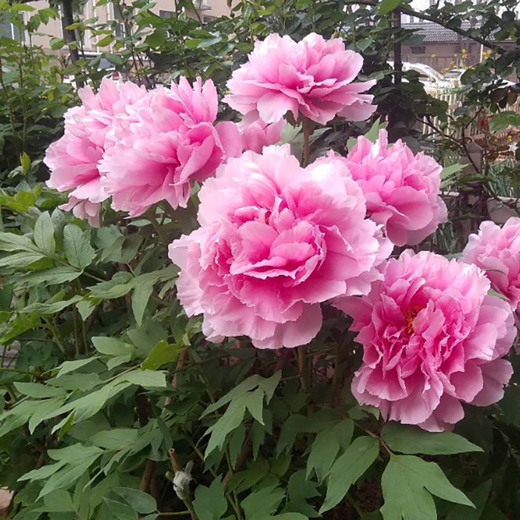 Pivoine arbustive Cotton Candy (Hua Jing) - Paeonia suffruticosa