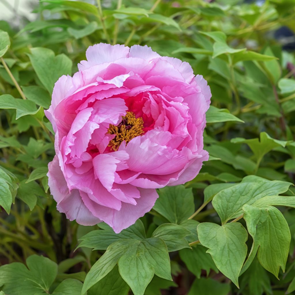 Pivoine arbustive 09 Lu He Hong - Paeonia (x) suffruticosa