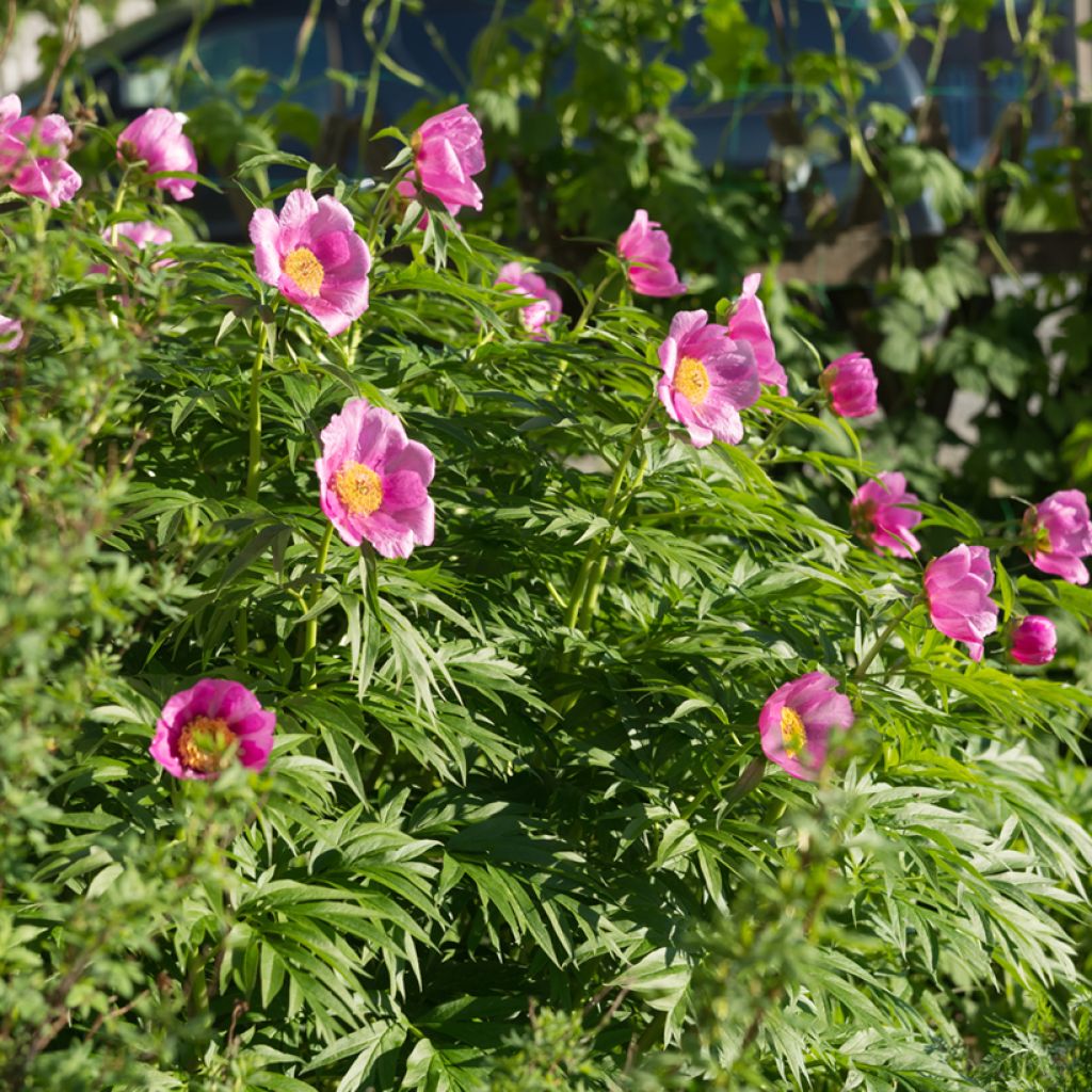 Pivoine botanique - Paeonia anomala