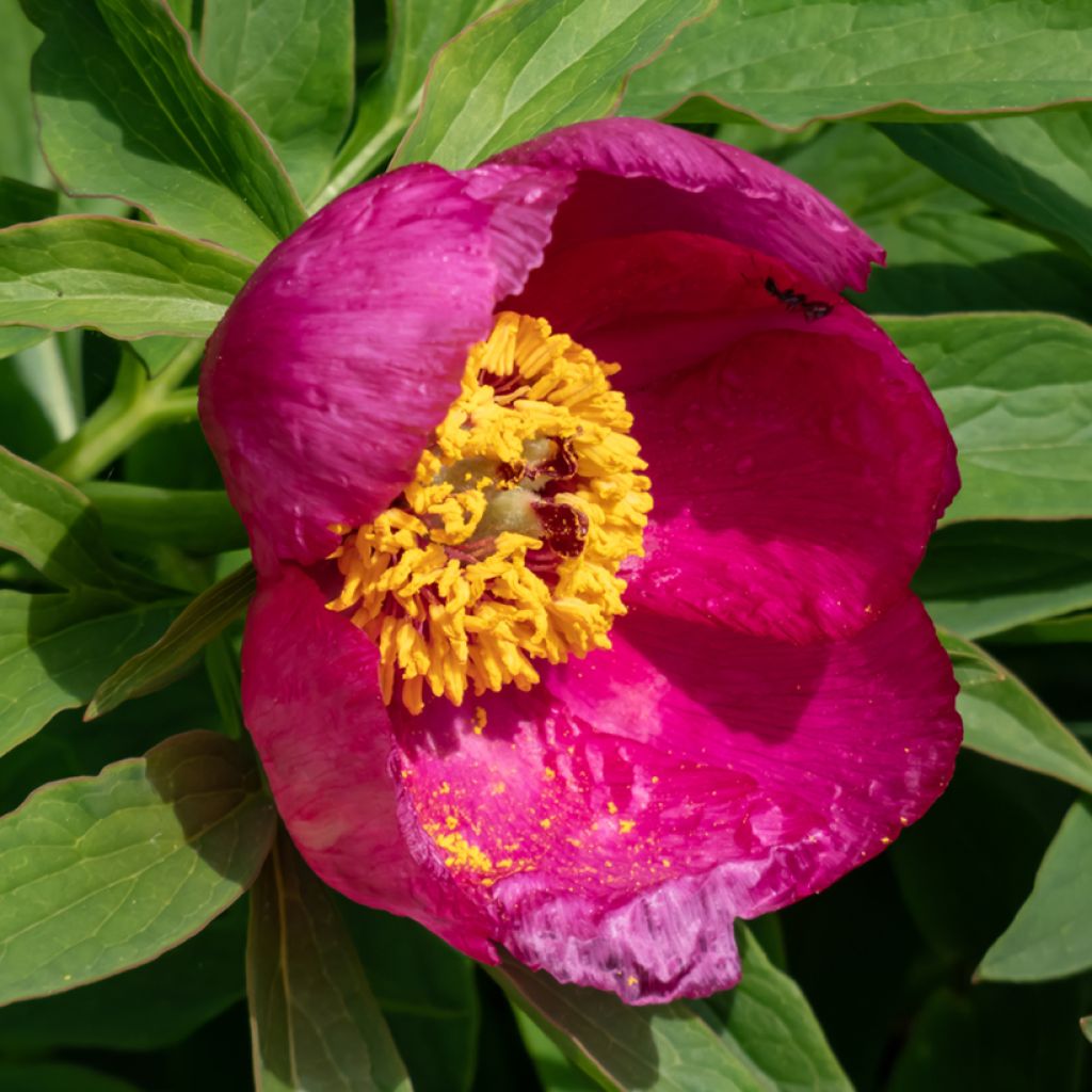 Pivoine botanique - Paeonia humilis