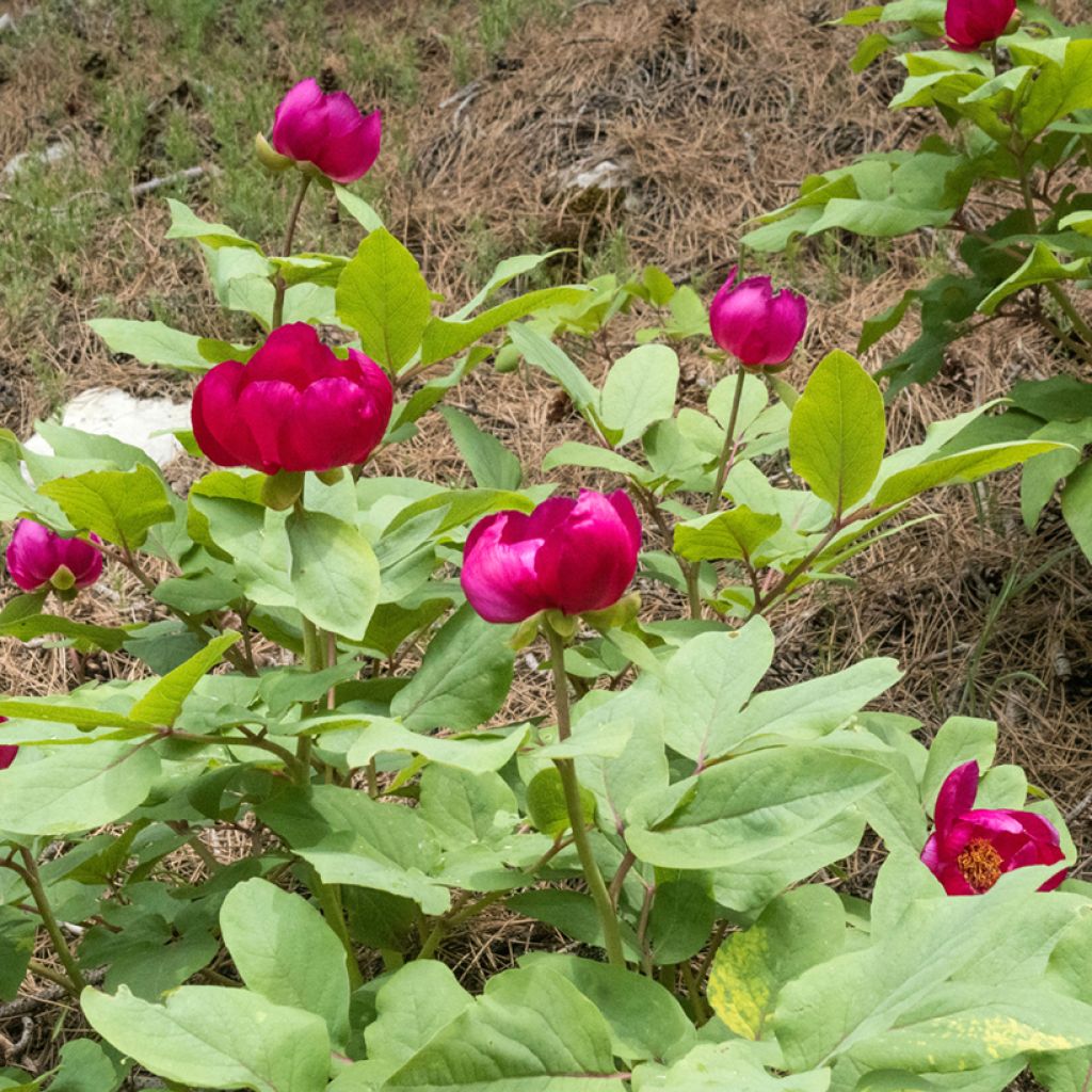 Pivoine botanique - Paeonia mascula