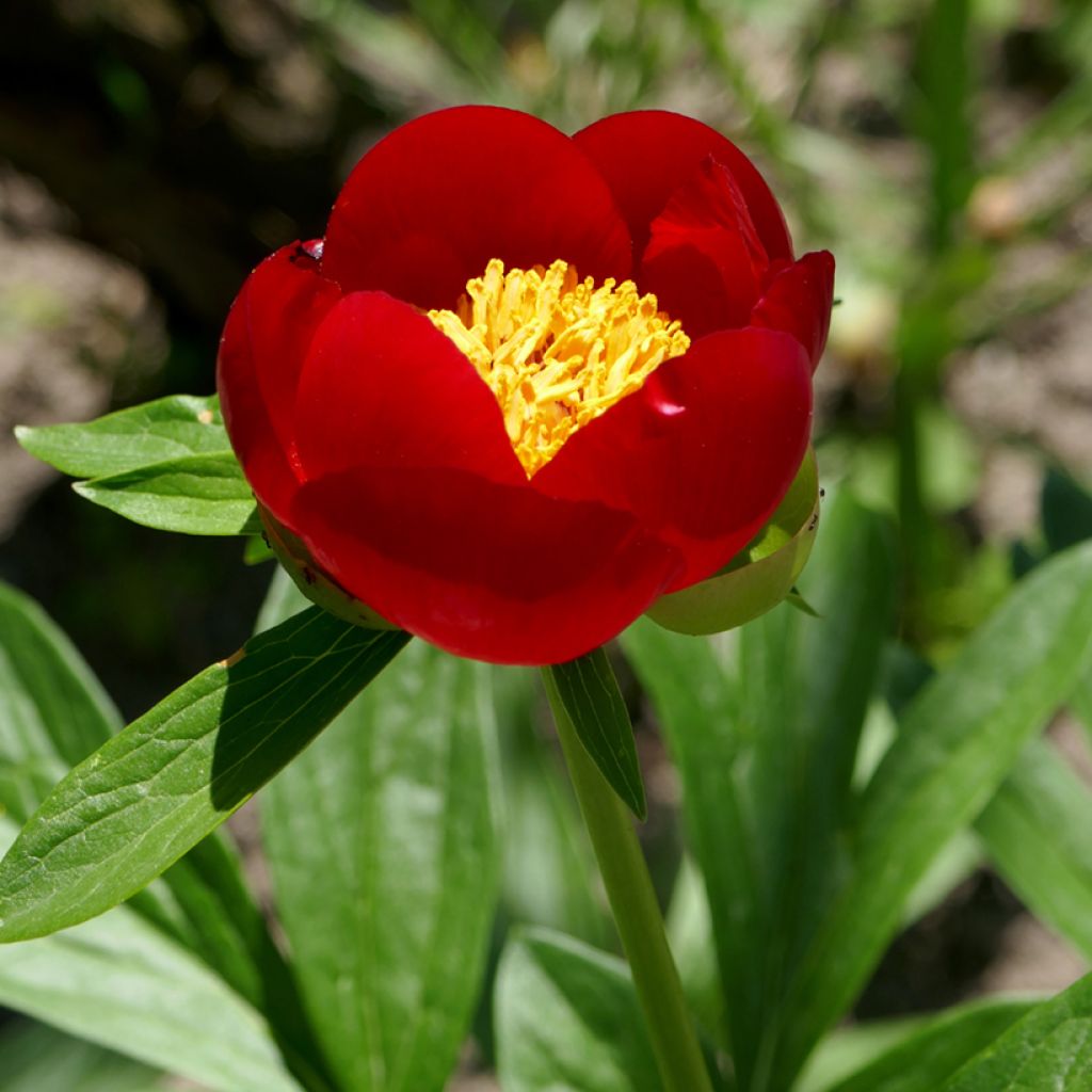 Pivoine botanique - Paeonia peregrina