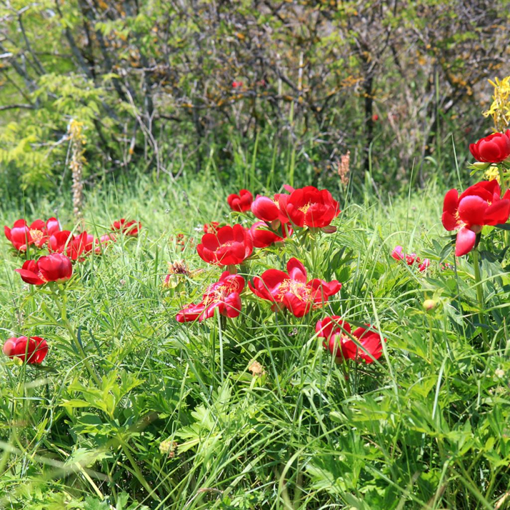 Pivoine botanique - Paeonia peregrina