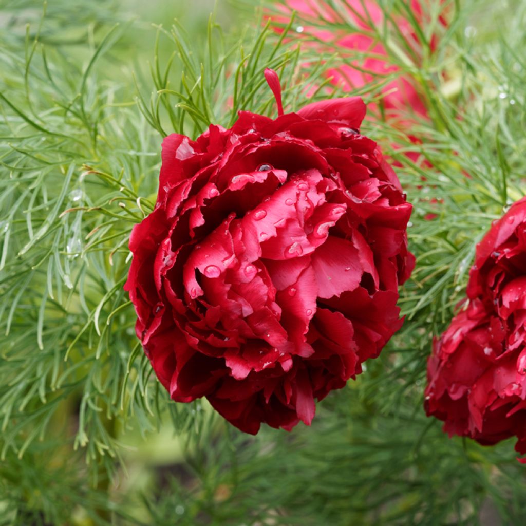 Pivoine botanique - Paeonia tenuifolia Plena