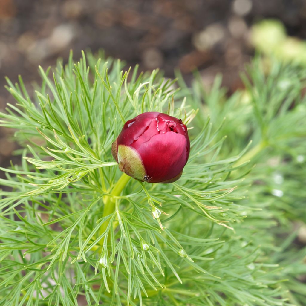 Pivoine botanique - Paeonia tenuifolia Plena