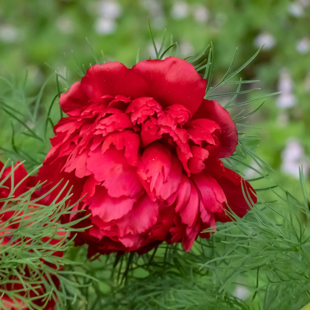 Pivoine botanique - Paeonia tenuifolia Plena