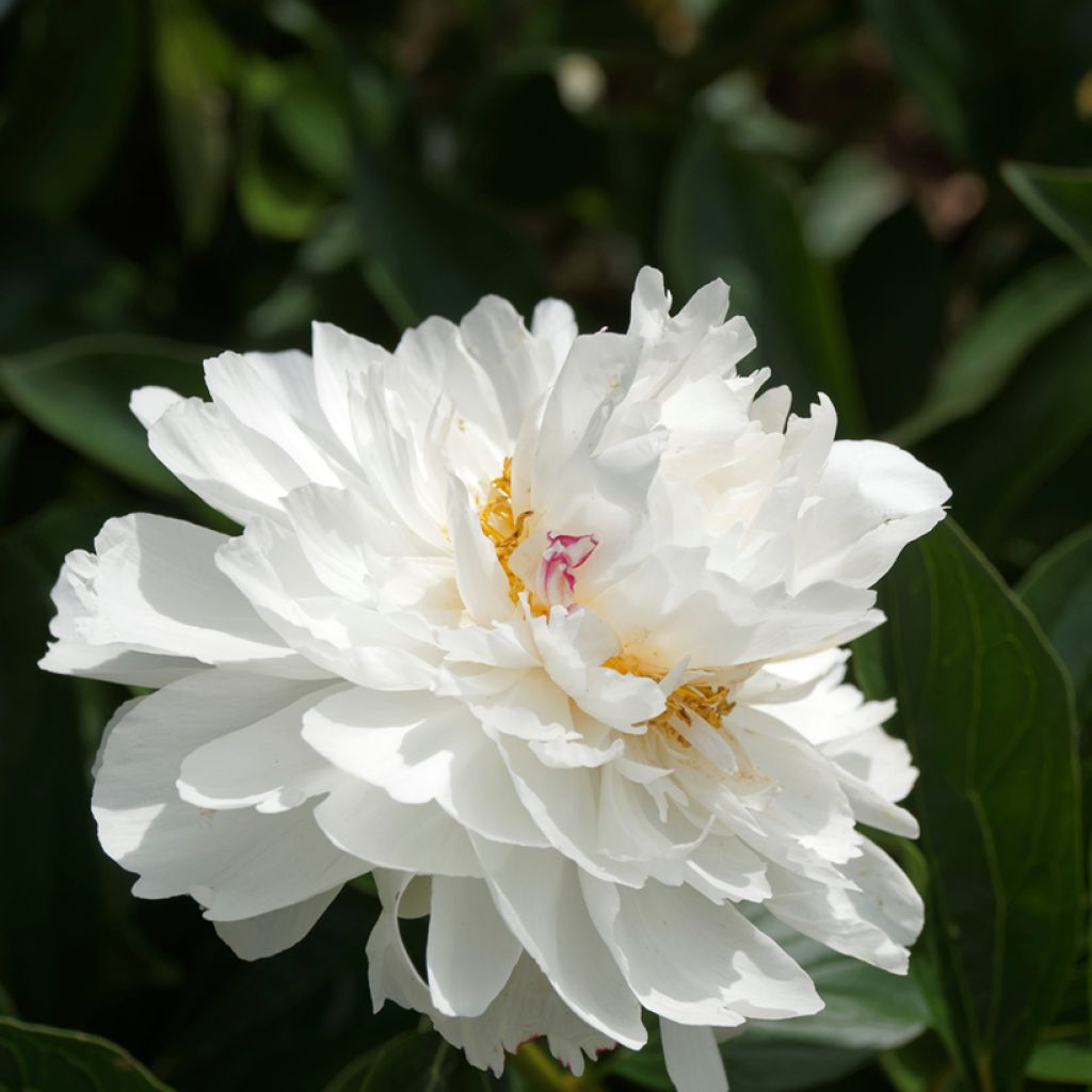 Pivoine lactiflora Festiva Maxima