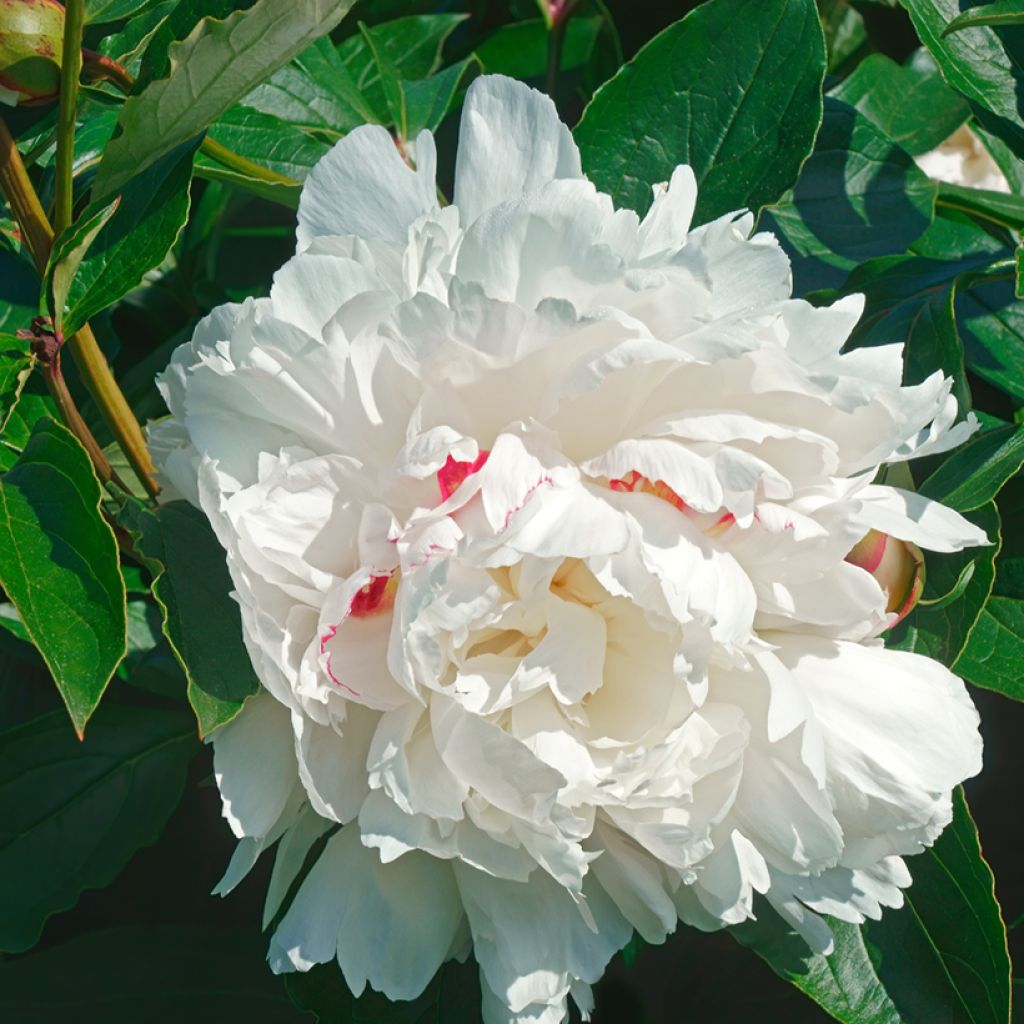 Pivoine lactiflora Festiva Maxima