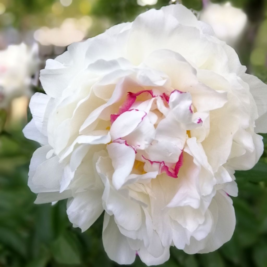 Pivoine lactiflora Festiva Maxima