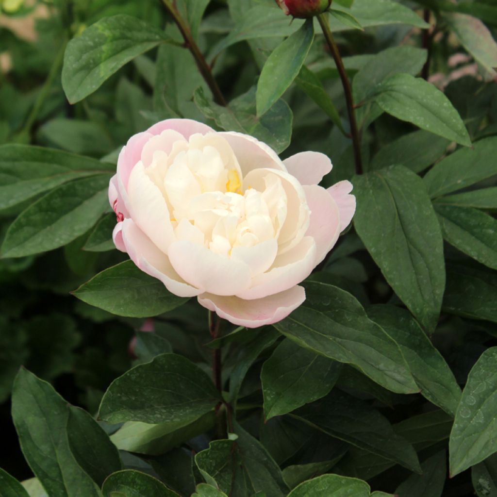 Pivoine lactiflora Gardenia