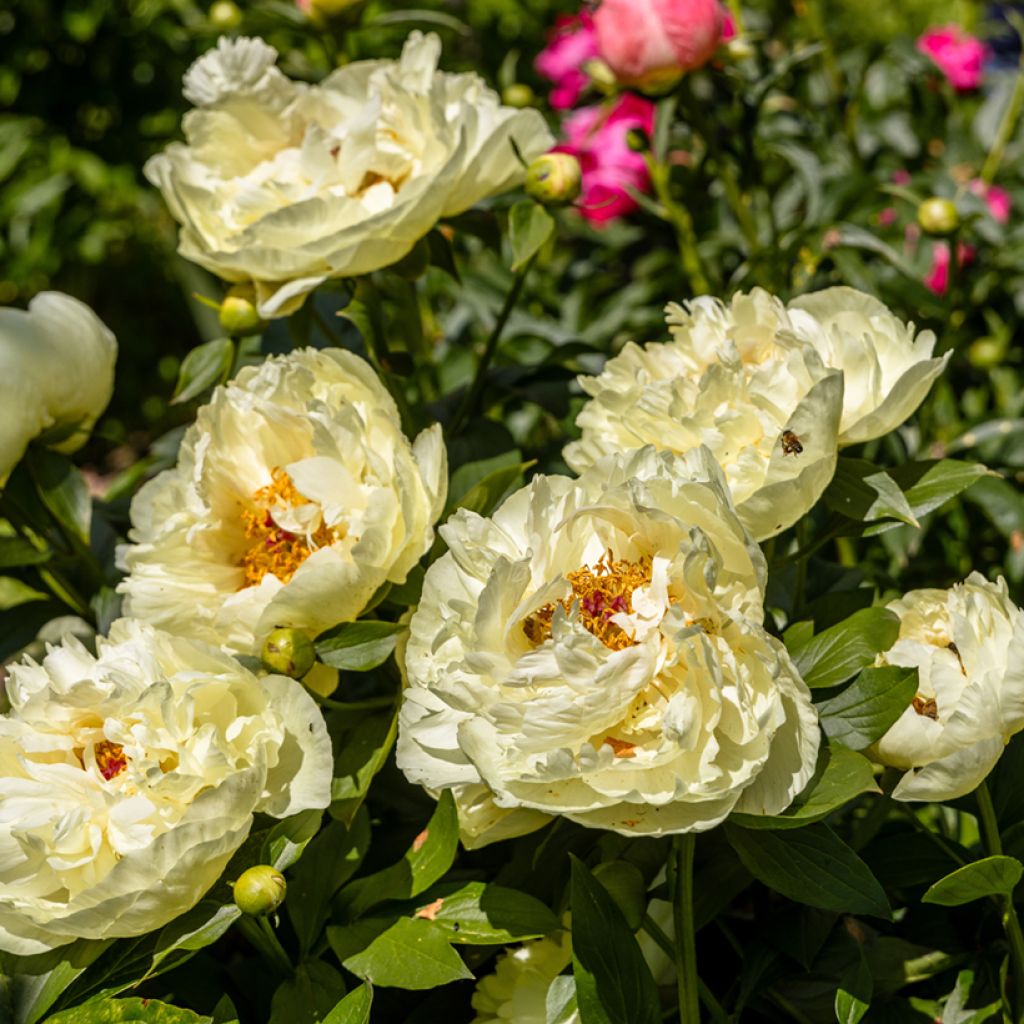 Pivoine lactiflora Lemon Chiffon 