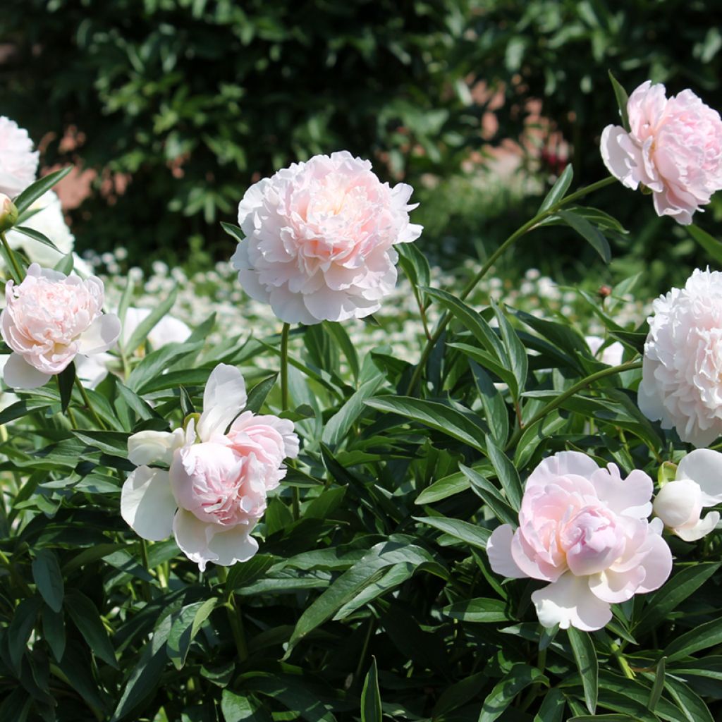 Pivoine lactiflora Madame Calot